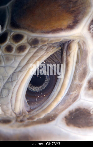 Les yeux de la tortue - tortue de mer verte ou du Pacifique tortue verte (Chelonia mydas) Red Sea, Egypt, Africa Banque D'Images