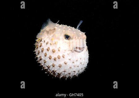 Burrfish ou Yellowspotted Spotbase (Cyclichthys spilostylus burrfish) en plongée de nuit. Red Sea, Egypt, Africa Banque D'Images