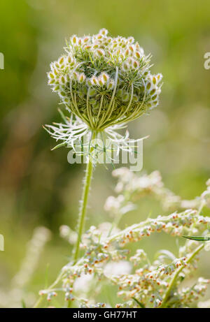 Macro d'une fermé la carotte sauvage (Daucus carota) près d'un lac dans la région de Kiev, Ukraine Banque D'Images