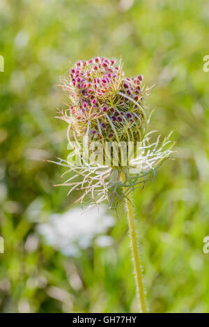 Macro d'une fermé la carotte sauvage (Daucus carota) près d'un lac dans la région de Kiev, Ukraine Banque D'Images