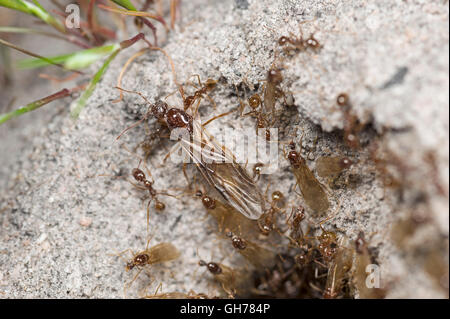 Vol nuptial de nid de fourmis - montrant des adultes ailés et fourmis Banque D'Images