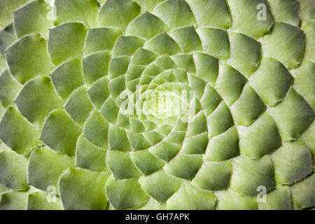 Originaire des Canaries, un merveilleux verres et plats succulents : le macrolepum berthelotianum ou Aeonium. Close up. Banque D'Images