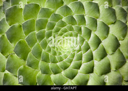 Originaire des Canaries, un merveilleux verres et plats succulents : le macrolepum berthelotianum ou Aeonium. Close up. Banque D'Images