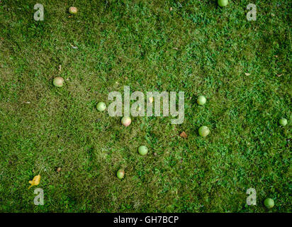 Eco green naturel-pommes rouges dans l'herbe Banque D'Images