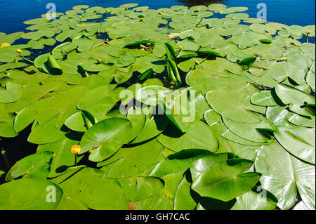 Nénuphar jaune sur la rivière Banque D'Images