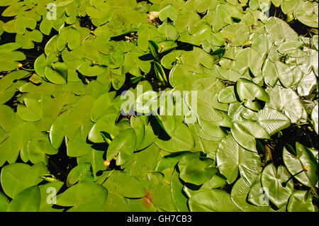 Nénuphar jaune sur la rivière Banque D'Images