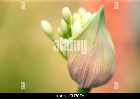 Agapanthus gousse débordant d'énergie de la nature Photographie Jane Ann Butler JABP1550 Banque D'Images