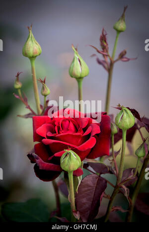 Une rose rouge. Banque D'Images