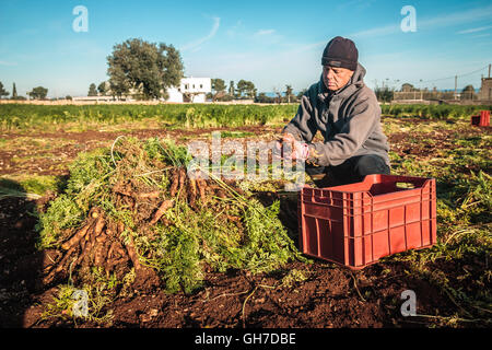 La récolte de panais carottes cultivées dans des champs à Polignano Banque D'Images