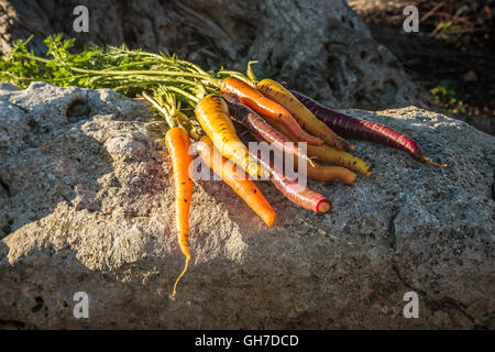 La récolte de panais carottes cultivées dans des champs à Polignano Banque D'Images