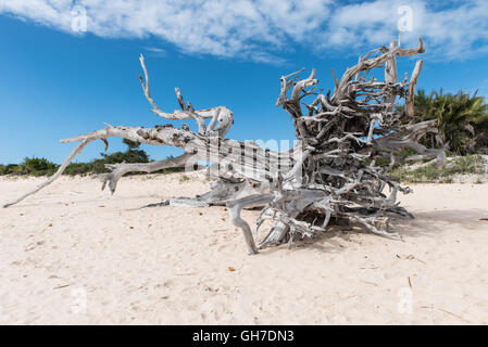 Tronc d'arbre blanchis échoués sur le Mozambique Benguerra island Banque D'Images