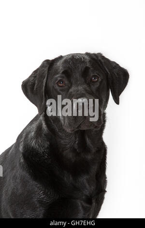 Labrador noir, Close up against white background Banque D'Images