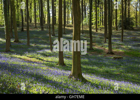 Bluebells (Endymion) nonscriptus en fleurs en forêt de hêtres (Fagus sylvatica) au printemps Banque D'Images