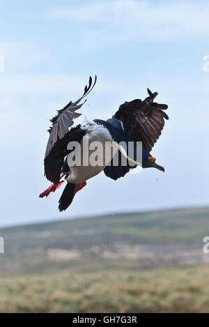 L'un venant de Shag impériale de terre au milieu de la colonie en hauteur sur les collines de l'île de nouveau dans les Malouines Banque D'Images