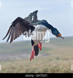 L'un venant de Shag impériale de terre au milieu de la colonie en hauteur sur les collines de l'île de nouveau dans les Malouines Banque D'Images