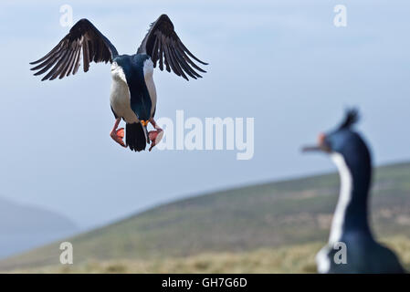 L'un venant de Shag impériale de terre au milieu de la colonie en hauteur sur les collines de l'île de nouveau dans les Malouines Banque D'Images