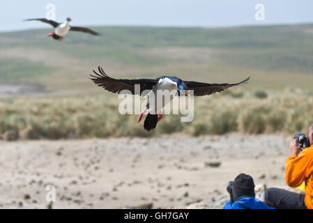 Deux Cormorans impériaux en venant à la terre en bordure de la colonie en hauteur sur les collines de l'île de nouveau dans les Malouines Banque D'Images