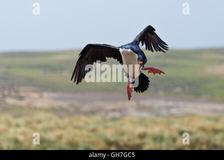 L'un venant de Shag impériale de terre au milieu de la colonie en hauteur sur les collines de l'île de nouveau dans les Malouines Banque D'Images