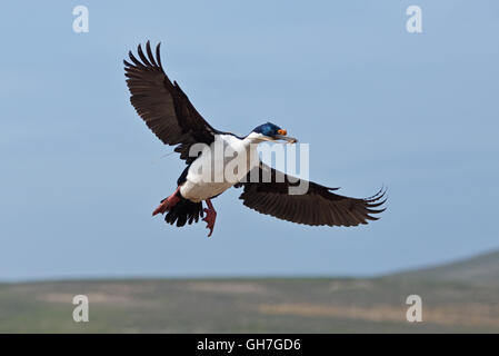 L'un venant de Shag impériale de terre au milieu de la colonie en hauteur sur les collines de l'île de nouveau dans les Malouines Banque D'Images