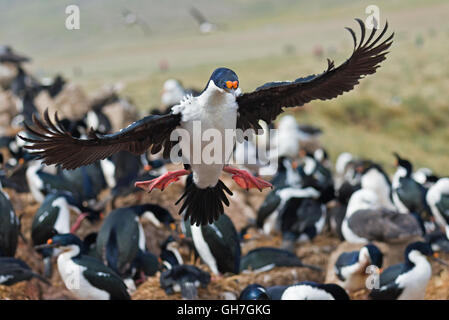 L'un venant de Shag impériale de terre au milieu de la colonie en hauteur sur les collines de l'île de nouveau dans les Malouines Banque D'Images