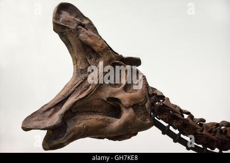 Lambeosaurus Bec tête Hadrosaures dinosaure os fossiles de l'Alberta au Musée royal de l'Ontario Toronto ROM Banque D'Images