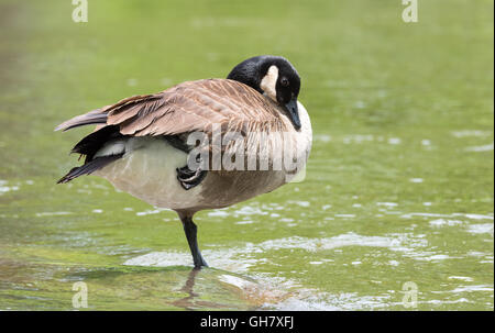 Canada Goose pose sur un pied tout en lui-même au soleil sur un rocher dans la rivière des Outaouais. Banque D'Images