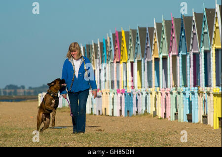 West Mersea, Essex, Royaume-Uni. 9 août 2016. Météo France : Dog walker, Sylvia Errington, promenades 'Bleu' le chien boxer passé multi colored cabanes de plage sur West Mersea, tôt ce matin. Crédit : Andrew O'Brien/Alamy Live News Banque D'Images