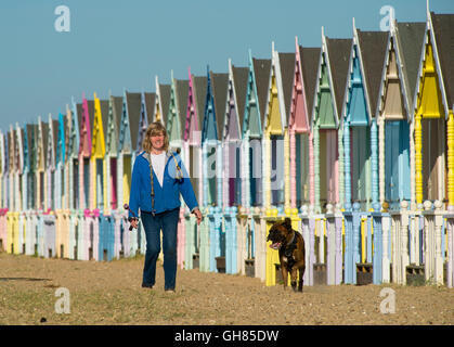 West Mersea, Essex, Royaume-Uni. 9 août 2016. Météo France : Dog walker, Sylvia Errington, promenades 'Bleu' le chien boxer passé multi colored cabanes de plage sur West Mersea, tôt ce matin. Crédit : Andrew O'Brien/Alamy Live News Banque D'Images