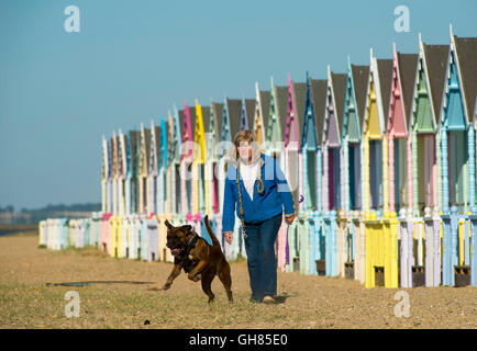 West Mersea, Essex, Royaume-Uni. 9 août 2016. Météo France : Dog walker, Sylvia Errington, promenades 'Bleu' le chien boxer passé multi colored cabanes de plage sur West Mersea, tôt ce matin. Crédit : Andrew O'Brien/Alamy Live News Banque D'Images