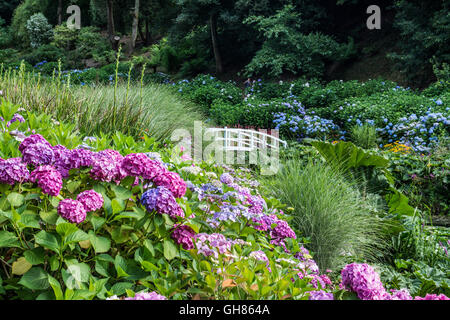 Mawnan Smith, Cornwall, UK. 9 août 2016. Météo britannique. Hortensias en fleurs au soleil à Trebah Gardens,. Crédit : Simon Maycock/Alamy Live News Banque D'Images