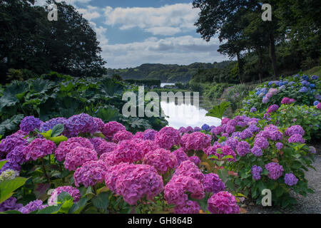 Mawnan Smith, Cornwall, UK. 9 août 2016. Météo britannique. Hortensias en fleurs au soleil à Trebah Gardens,. Crédit : Simon Maycock/Alamy Live News Banque D'Images