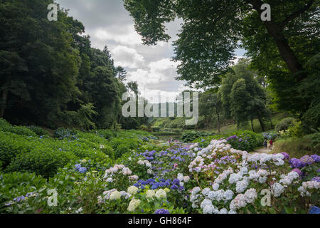 Mawnan Smith, Cornwall, UK. 9 août 2016. Météo britannique. Hortensias en fleurs au soleil à Trebah Gardens,. Crédit : Simon Maycock/Alamy Live News Banque D'Images