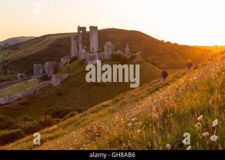 Château de Corfe, Dorset, UK. 9 Août, 2016. Météo France : Après l'autre après-midi chaud le soleil jette une lueur dorée derrière les ruines du château de Corfe. Les visiteurs et les vaches à pied les fleurs des champs sur les collines entourant le monument antique. Credit : Wayne Farrell/Alamy Live News Banque D'Images