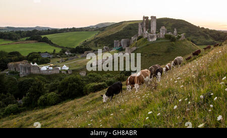 Château de Corfe, Dorset, UK. 9 Août, 2016. Météo France : Après l'autre après-midi chaud le soleil jette une lueur dorée derrière les ruines du château de Corfe. Les visiteurs et les vaches à pied les fleurs des champs sur les collines entourant le monument antique. Credit : Wayne Farrell/Alamy Live News Banque D'Images