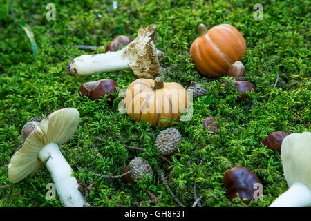 Décoration d'automne avec des champignons,citrouilles, les glands , châtaignes en mousse de forêt Banque D'Images