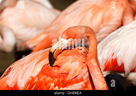 Flamant rose (Phoenicopterus roseus) Portrait Banque D'Images