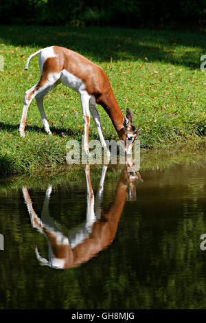 Gazelle de Mhorr (Gazelle dama mhorr),l'alcool à bord de l'eau Banque D'Images