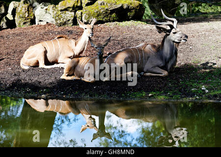 Les antilopes Nyala (Tragelaphus angasii), de repos aux côtés de point d'eau Banque D'Images