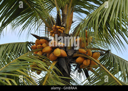 Coco Orange on palm tree Banque D'Images