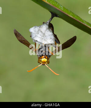 Un Paper-Nest (Guêpe Polistes variabilis) debout sur son nid, New South Wales, Australie Banque D'Images