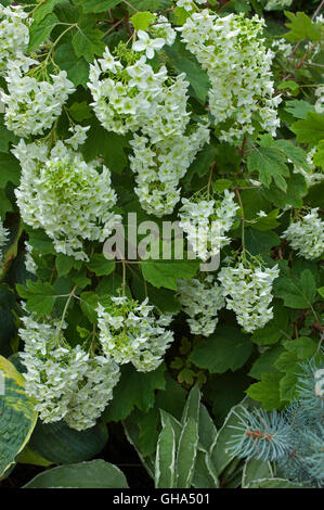 L'Hydrangea quercifolia, Flocon, Banque D'Images