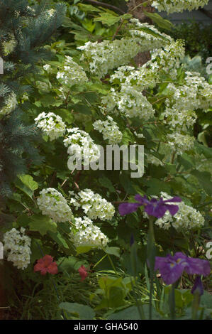 L'Hydrangea quercifolia, Flocon, panicule, fleur Banque D'Images