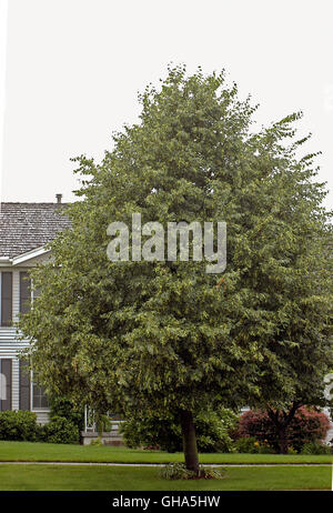 Américain, Tilia americana Banque D'Images