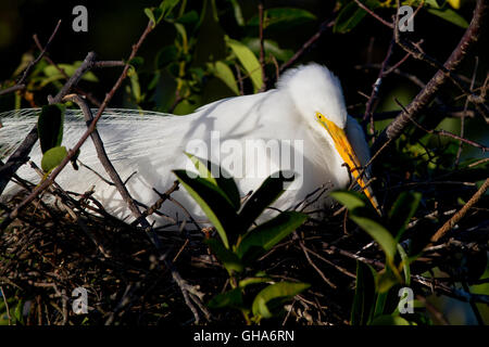 Aigrette est assis dans son étang pommier nid niché dans les brindilles et les branches feuillues de sa construction patiemment sur les oeufs. Banque D'Images