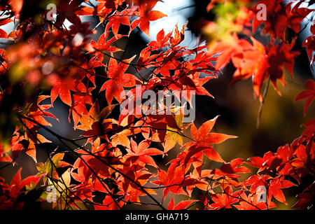 Automne feuilles d'érable à Showa Kinen Park au Japon (1018) Banque D'Images