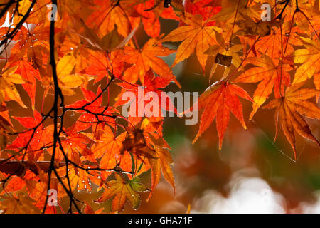 Automne feuilles d'érable à Showa Kinen Park au Japon (1019) Banque D'Images