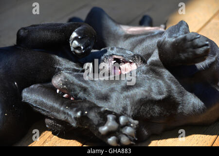 Chiots Labrador noir jouant sur lame Banque D'Images