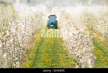 Insecticide sprays tracteur dans le verger Banque D'Images