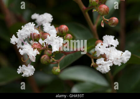 Kreppmyrte Cagerstroemia, botanique (indica), Additional-Rights Clearance-Info-Not-Available- Banque D'Images