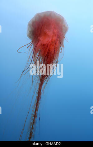 Méduse à crinière de lion, méduse géante ou les cheveux en gelée (Cyanea capillata) Océan Pacifique Nord, Extrême-Orient Banque D'Images